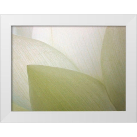 Lotus Curtain White Modern Wood Framed Art Print by Christensen, Jim