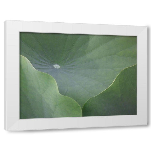 Lotus Leaves White Modern Wood Framed Art Print by Christensen, Jim
