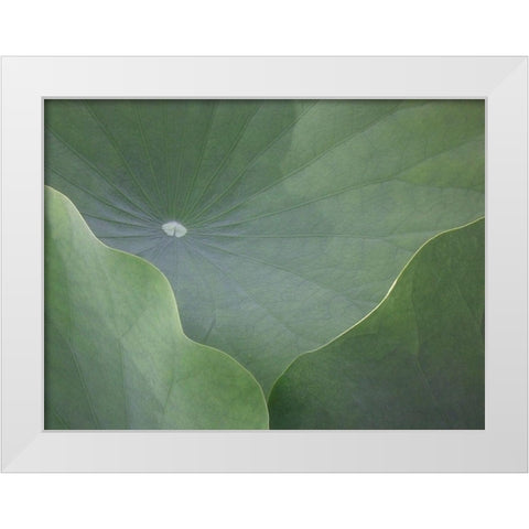 Lotus Leaves White Modern Wood Framed Art Print by Christensen, Jim