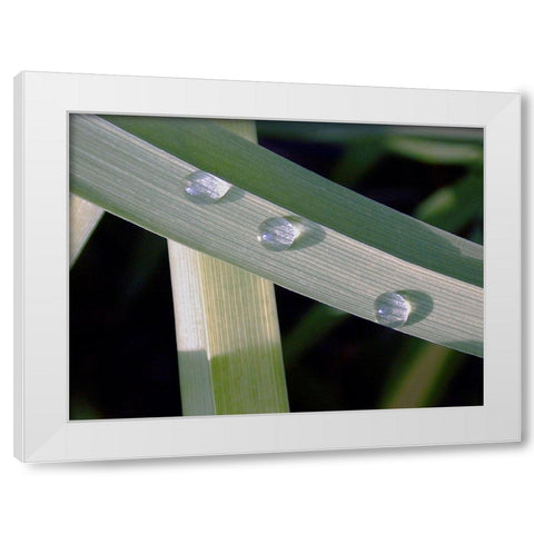 Leaf Design White Modern Wood Framed Art Print by Christensen, Jim