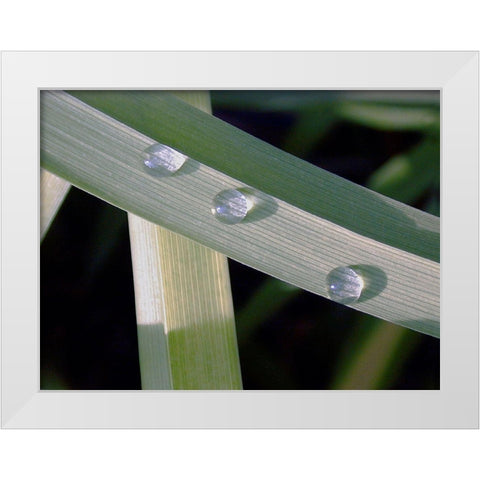 Leaf Design White Modern Wood Framed Art Print by Christensen, Jim