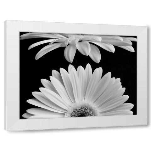 Daisies White Modern Wood Framed Art Print by Christensen, Jim