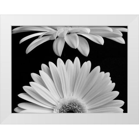Daisies White Modern Wood Framed Art Print by Christensen, Jim