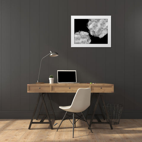 Hydrangea White Modern Wood Framed Art Print by Christensen, Jim