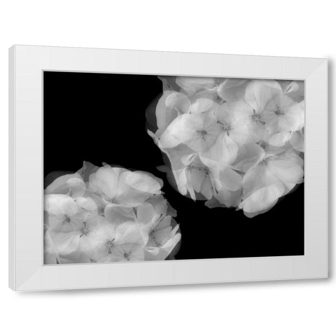 Hydrangea White Modern Wood Framed Art Print by Christensen, Jim