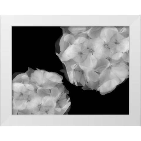 Hydrangea White Modern Wood Framed Art Print by Christensen, Jim