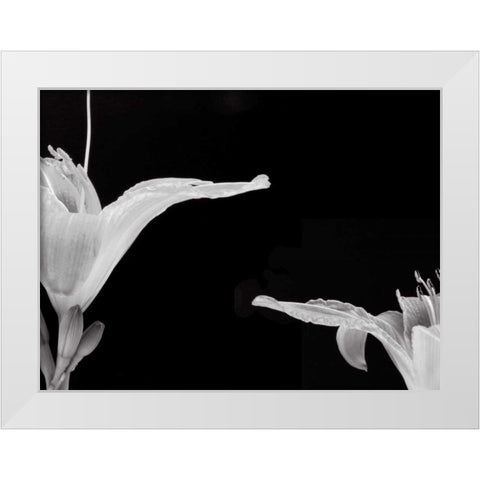Lilies II White Modern Wood Framed Art Print by Christensen, Jim