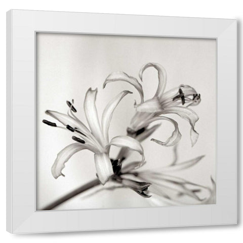 Florison - 34 White Modern Wood Framed Art Print by Blaustein, Alan