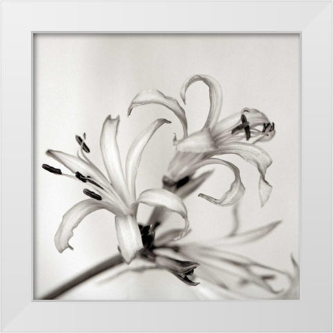 Florison - 34 White Modern Wood Framed Art Print by Blaustein, Alan