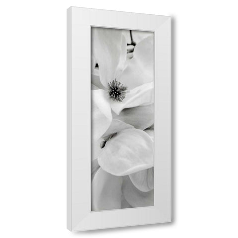 Magnolia - 1 White Modern Wood Framed Art Print by Blaustein, Alan