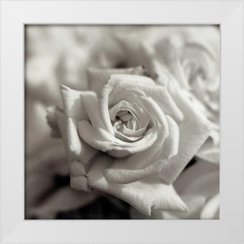 Florison - 30 White Modern Wood Framed Art Print by Blaustein, Alan