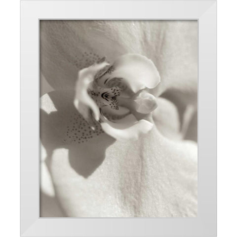 Florison - 8 White Modern Wood Framed Art Print by Blaustein, Alan
