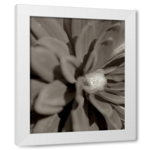 Florison - 6 White Modern Wood Framed Art Print by Blaustein, Alan