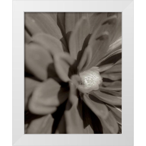 Florison - 6 White Modern Wood Framed Art Print by Blaustein, Alan