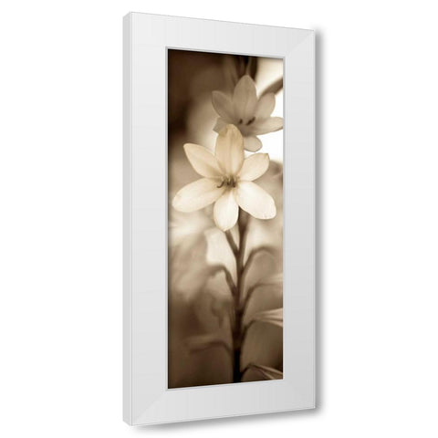 Florison - 71 White Modern Wood Framed Art Print by Blaustein, Alan