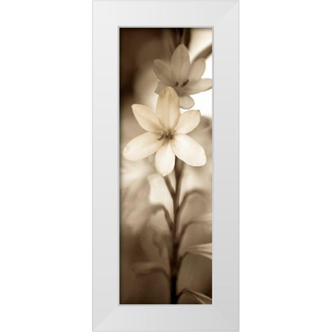 Florison - 71 White Modern Wood Framed Art Print by Blaustein, Alan