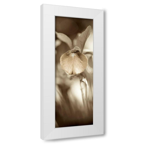 Florison - 73 White Modern Wood Framed Art Print by Blaustein, Alan