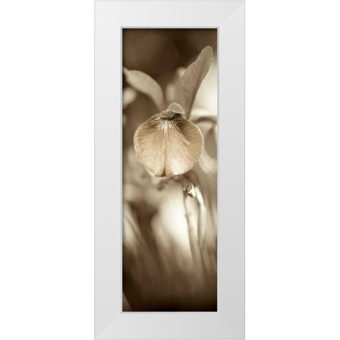 Florison - 73 White Modern Wood Framed Art Print by Blaustein, Alan