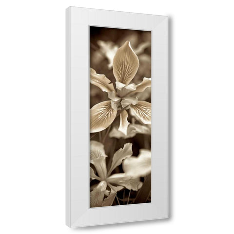 Florison - 68 White Modern Wood Framed Art Print by Blaustein, Alan