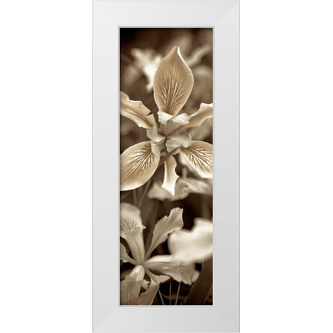 Florison - 68 White Modern Wood Framed Art Print by Blaustein, Alan
