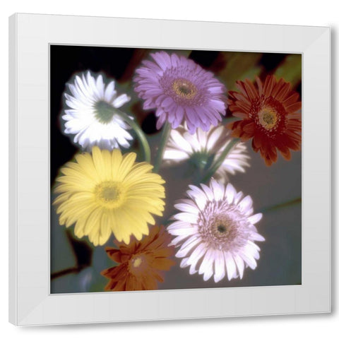 Floral Color - 6 White Modern Wood Framed Art Print by Blaustein, Alan