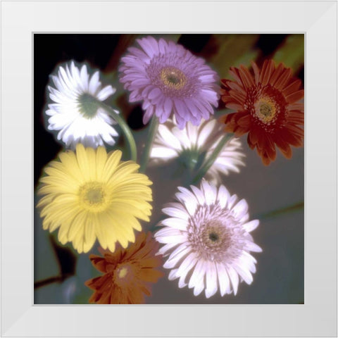 Floral Color - 6 White Modern Wood Framed Art Print by Blaustein, Alan