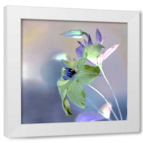 Floral Color - 9 White Modern Wood Framed Art Print by Blaustein, Alan