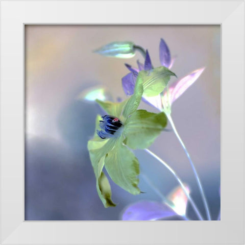 Floral Color - 9 White Modern Wood Framed Art Print by Blaustein, Alan