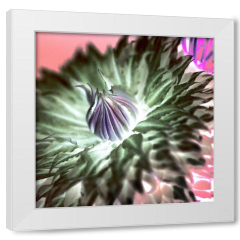 Floral Color - 11 White Modern Wood Framed Art Print by Blaustein, Alan