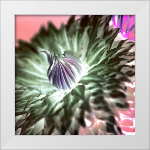 Floral Color - 11 White Modern Wood Framed Art Print by Blaustein, Alan