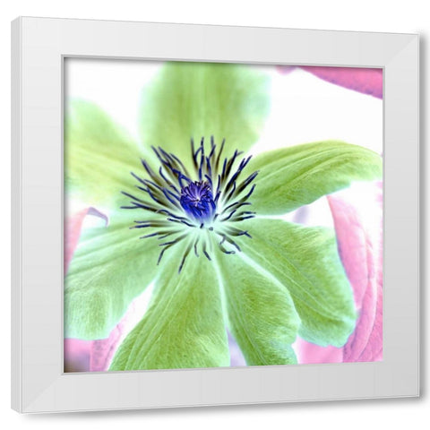 Floral Color- 12 White Modern Wood Framed Art Print by Blaustein, Alan