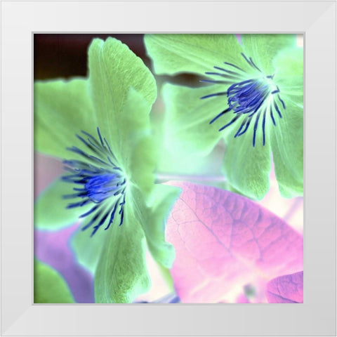 Floral Color - 13 White Modern Wood Framed Art Print by Blaustein, Alan