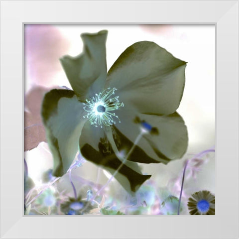 Floral Color - 16 White Modern Wood Framed Art Print by Blaustein, Alan