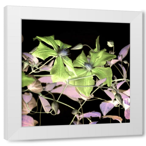 Floral Color - 17 White Modern Wood Framed Art Print by Blaustein, Alan