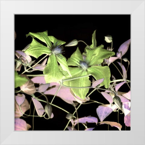 Floral Color - 17 White Modern Wood Framed Art Print by Blaustein, Alan
