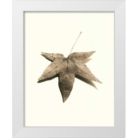 Japanese Maple White Modern Wood Framed Art Print by Blaustein, Alan