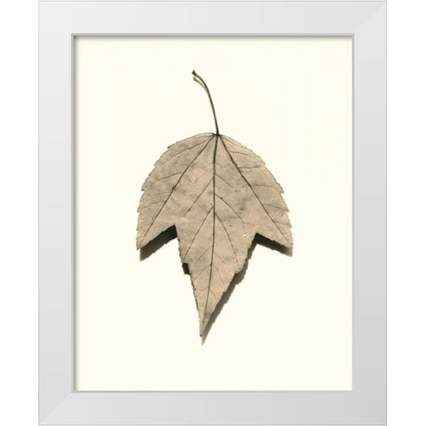 Red Maple White Modern Wood Framed Art Print by Blaustein, Alan