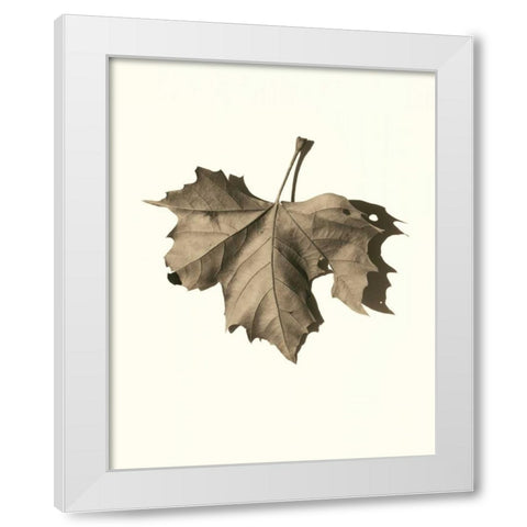 Norway Maple White Modern Wood Framed Art Print by Blaustein, Alan