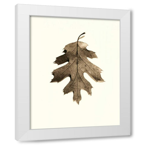 California Red Oak White Modern Wood Framed Art Print by Blaustein, Alan