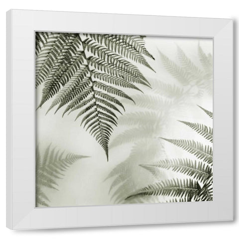 Ferns No. 1 White Modern Wood Framed Art Print by Blaustein, Alan