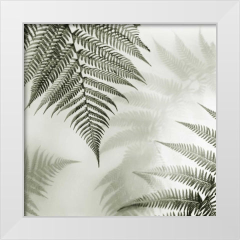 Ferns No. 1 White Modern Wood Framed Art Print by Blaustein, Alan