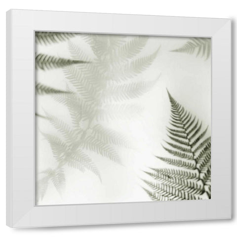 Ferns No. 2 White Modern Wood Framed Art Print by Blaustein, Alan