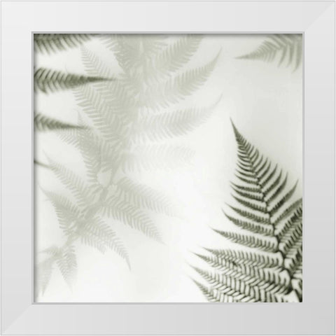 Ferns No. 2 White Modern Wood Framed Art Print by Blaustein, Alan