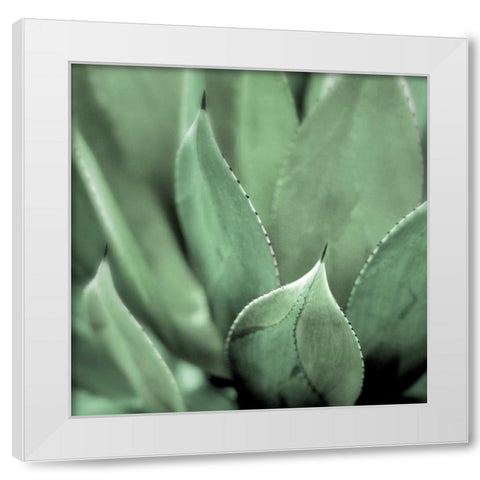 Agave #4 White Modern Wood Framed Art Print by Blaustein, Alan