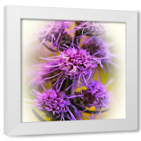 Meadow Flowers White Modern Wood Framed Art Print by Bell, Jan