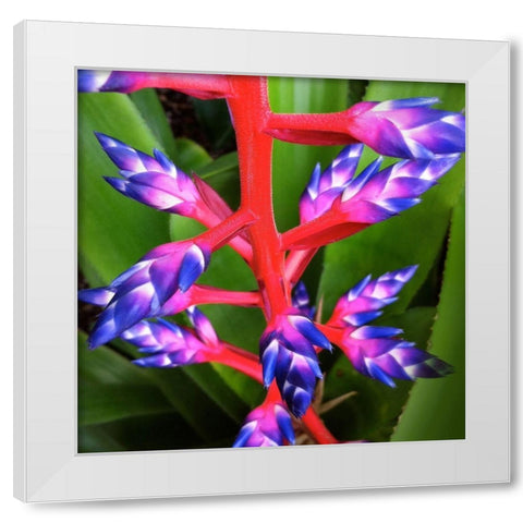 Purple and Pink White Modern Wood Framed Art Print by Bell, Jan