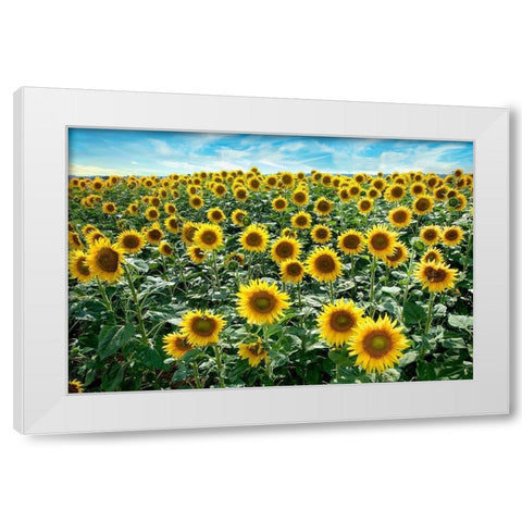Cotona Sunflowers #1 White Modern Wood Framed Art Print by Blaustein, Alan