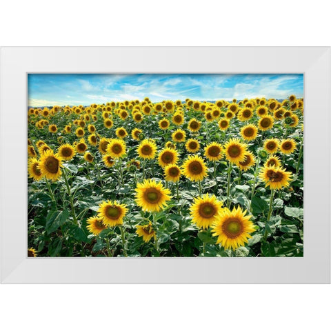 Cotona Sunflowers #1 White Modern Wood Framed Art Print by Blaustein, Alan