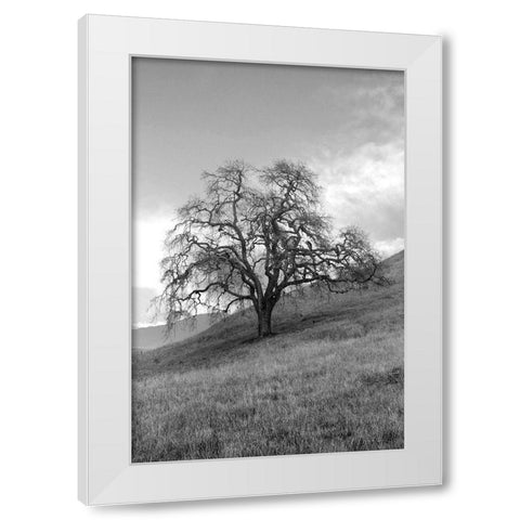 Coastal Oak Series No. 17 White Modern Wood Framed Art Print by Blaustein, Alan