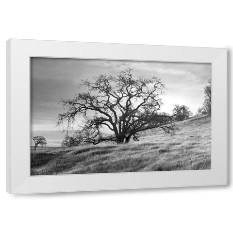 Coastal Oak Series No. 47 White Modern Wood Framed Art Print by Blaustein, Alan